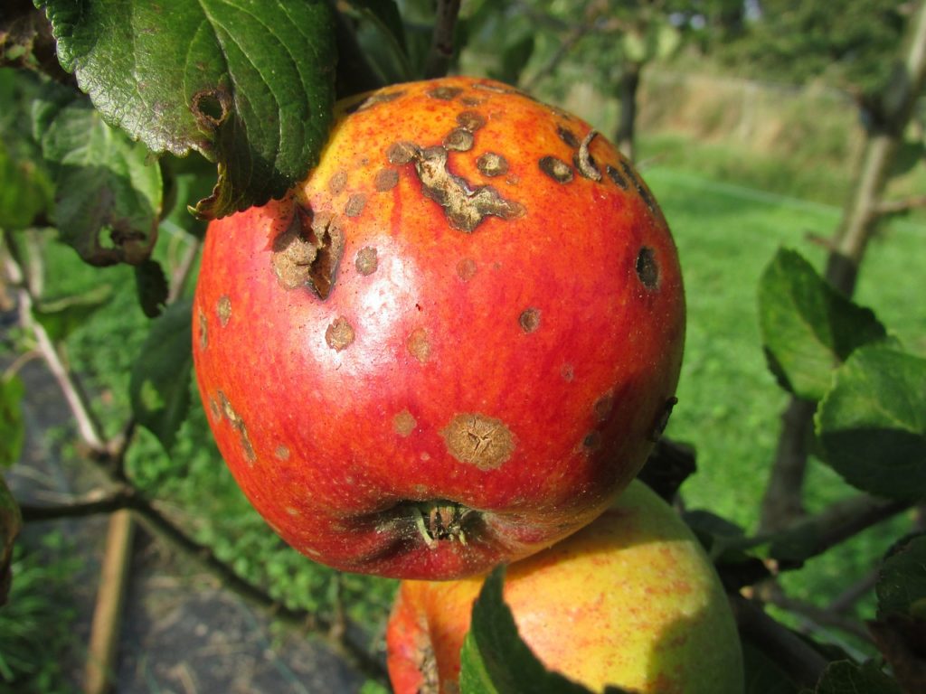 apple, blight, decay