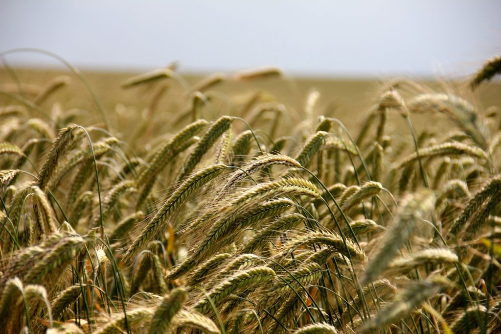 wheat, field, grass